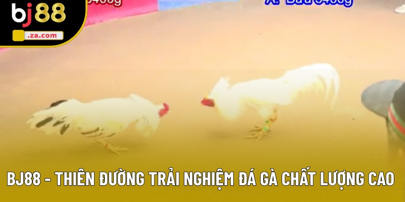 BJ88 - Thiên đường trải nghiệm đá gà chất lượng cao BJ88 - Thiên đường trải nghiệm đá gà chất lượng cao