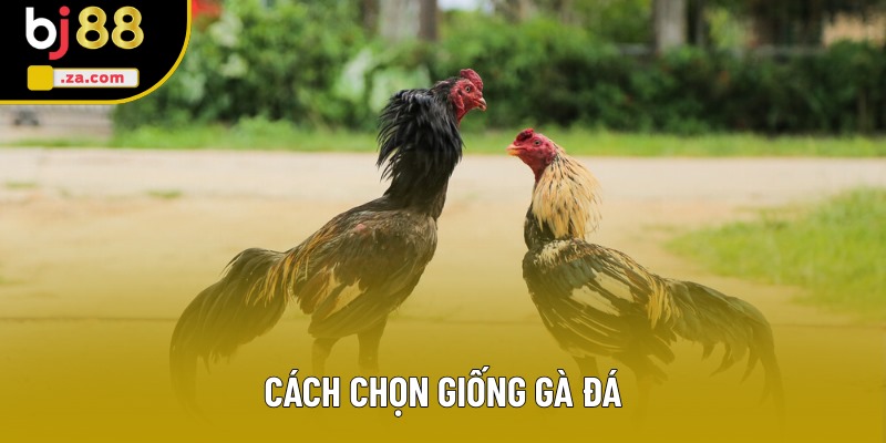 Cách Chọn Giống Gà Đá Nhiều Người Tìm Hiểu Nhất Hiện Nay