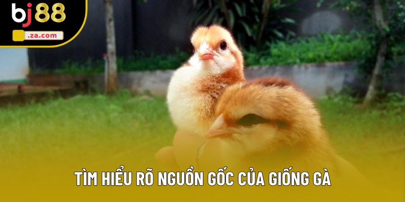 Tìm hiểu rõ nguồn gốc của giống gà