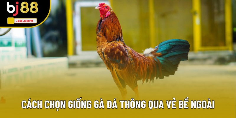 Cách chọn giống gà đá thông qua vẻ bề ngoài