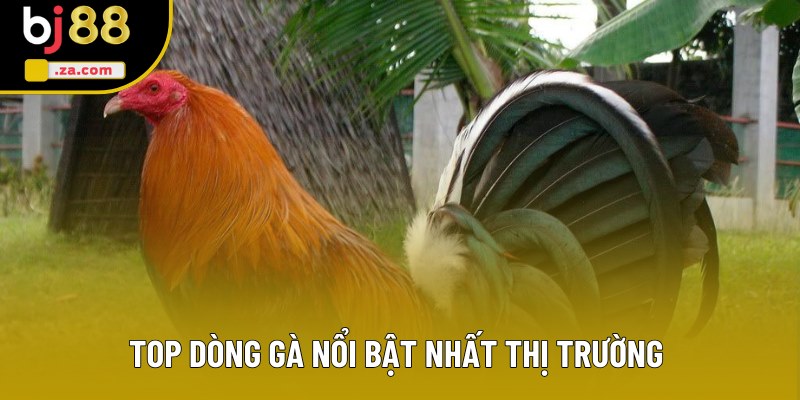Top dòng gà nổi bật nhất thị trường 