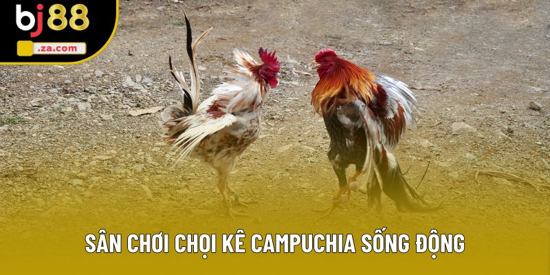 Sân chơi chọi kê Campuchia sống động