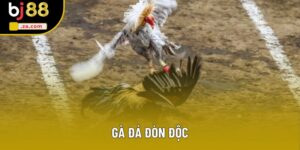 Gà Đá Đòn Độc - Khám Phá Nghệ Thuật Chiến Đấu Hấp Dẫn