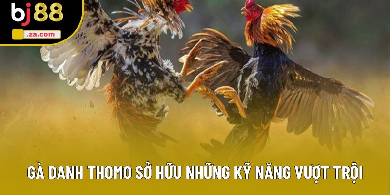 Gà danh Thomo sở hữu những kỹ năng vượt trội Gà danh Thomo sở hữu những kỹ năng vượt trội