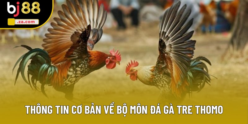 Thông tin cơ bản về bộ môn đá gà tre Thomo Thông tin cơ bản về bộ môn đá gà tre Thomo