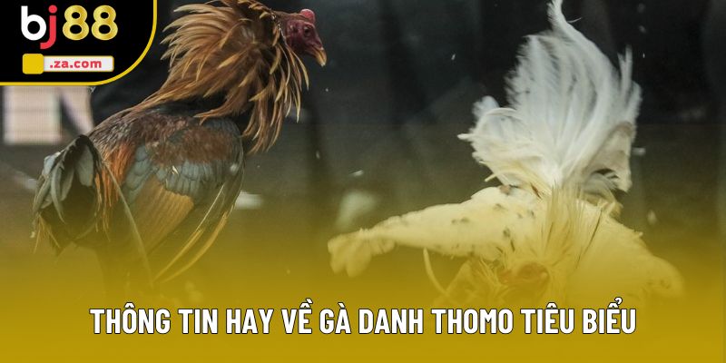 Thông tin hay về gà danh Thomo tiêu biểu Thông tin hay về gà danh Thomo tiêu biểu